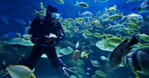 scuba diving-top 10 adventures activities in New Zealand