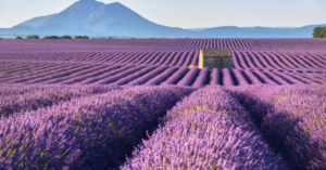 Top 10 Most Beautiful Places to Visit in France - Plateau de Valensole