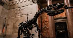 Traveling to New York? Here are 10 things you have to experience!- American museum of natural history